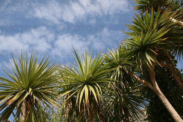 France, Bretagne, Finistere nord, pays du leon, ile de Batz, face a roscoff, palmiers, ciel, petits nuages,