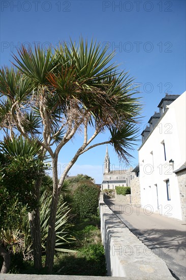 France, Bretagne, Finistere nord, pays du leon, ile de Batz, face a roscoff, le long du port, chemin littoral, eglise au fond, palmiers,