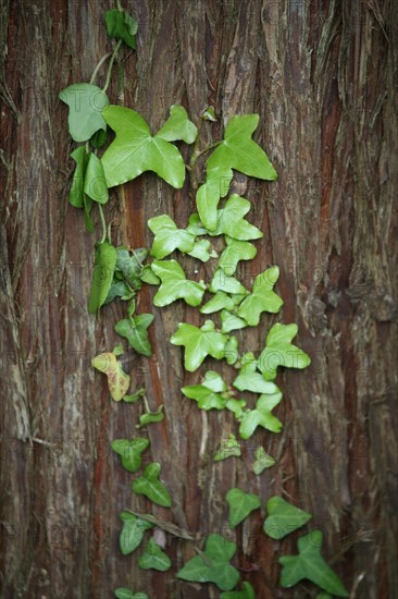 France, Bretagne, Finistere sud, Cornouaille, lierre grimpant sur un tronc d'arbre au bord de l'odet