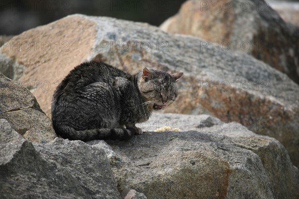 France, Bretagne, Finistere, presqu'ile de crozon, morgat, port et plage de morgat, chat, rocher,