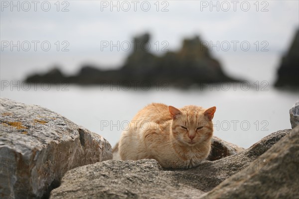 Chat sur la plage de Morgat (Bretagne)