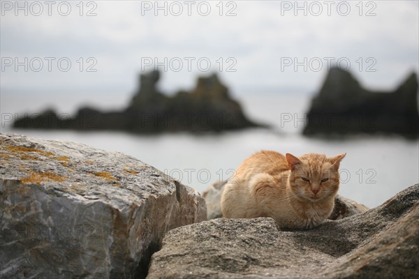 Chat sur la plage de Morgat (Bretagne)