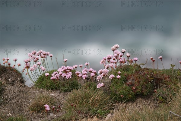 France, Bretagne, Finistere, presqu'ile de crozon, presqu'ile de crozon, cap de la chevre, vegetation, armerie maritime,