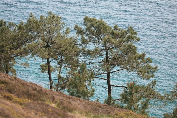 France, Bretagne, Finistere, presqu'ile de crozon, cap de la chevre, vegetation, arbres surplombant la mer,