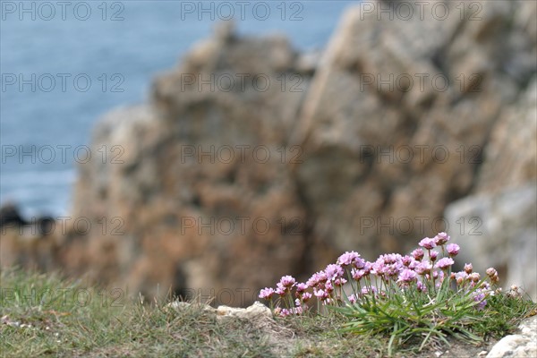 France, Bretagne, Finistere, presqu'ile de crozon, pointe de pen hir, camaret sur mer, les tas de pois, armeries maritimes,