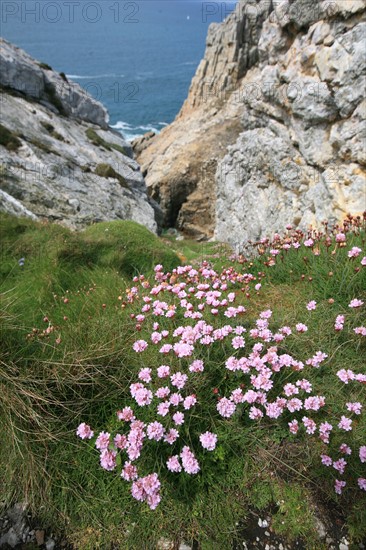 France, Bretagne, Finistere, presqu'ile de crozon, pointe de pen hir, camaret sur mer, les tas de pois, armeries maritimes,