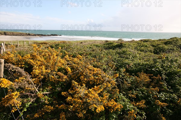 France, Bretagne, Finistere sud, Cornouaille, Nevez, littoral, mer et lande, genets, panorama,