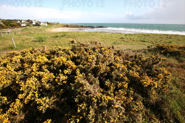 France, Bretagne, Finistere sud, Cornouaille, Nevez, littoral, mer et lande, genets, panorama,