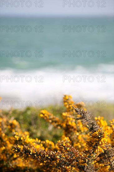 France, Bretagne, Finistere sud, Cornouaille, Nevez, littoral, mer et lande, genets, panorama,