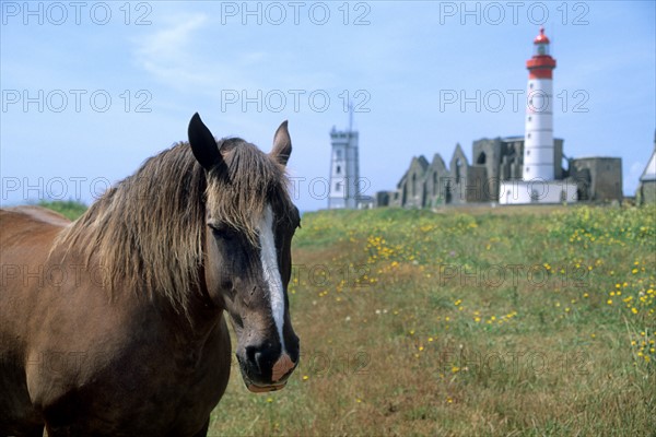 France, Bretagne, Finistere nord, cotes des abers, pointe saint mathieu, cheval de trait postier breton, phare, semaphore, ancienne abbaye,