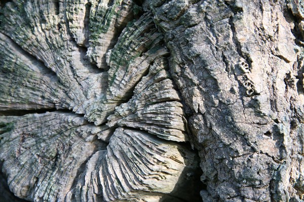 France, Bretagne, Finistere Sud, Cornouaille, Concarneau, detail d'un tronc d'arbre, promenade a partir de la plage des Sables Blancs sur le sentier des douaniers