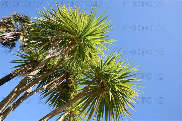 France, Bretagne, Finistere, rade de brest, presqu'ile de crozon, landevennec, paysage, palmiers, detail feuilles, ciel bleu,