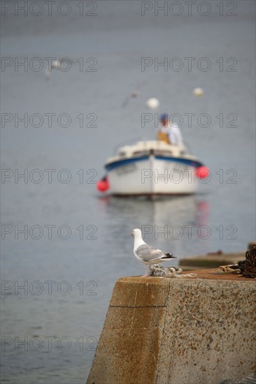 France, Bretagne, Finistere Sud, Cornouaille, pointe de trevignon, paysage, bateaux, port, goeland argente,