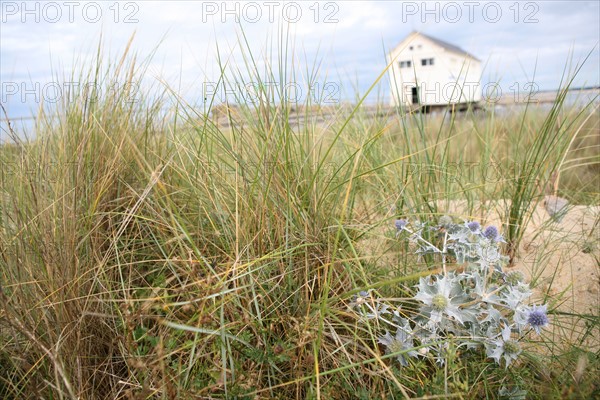 France, Bretagne, Finistere Sud, Cornouaille, pointe de trevignon, paysage, dunes, sable, chardon panicaut bleu, abri snsm, oyats, vegetation,