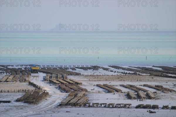 France, Bretagne, Ille et Vilaine, pays de la baie du Mont-Saint-Michel, cancale, parcs a huitres et rocher de cancale, ostreiculture, tracteur, gastronomie, Mont-Saint-Michel au fond dans la brume,