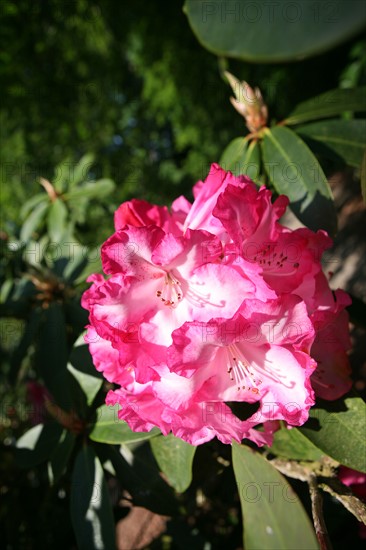 France, Bretagne, Ille et Vilaine parc floral de haute Bretagne, chateau de la coltiere, le Chatellier, fleur, rhododendron