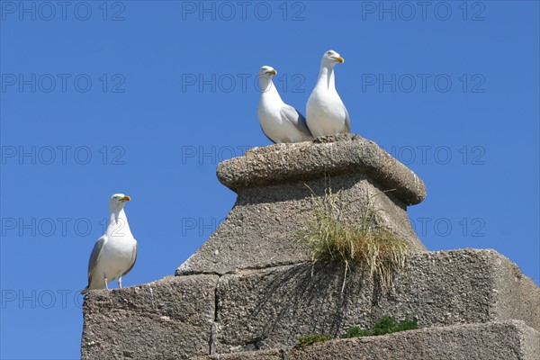 France, cotentin