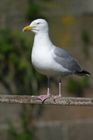 France, cotentin