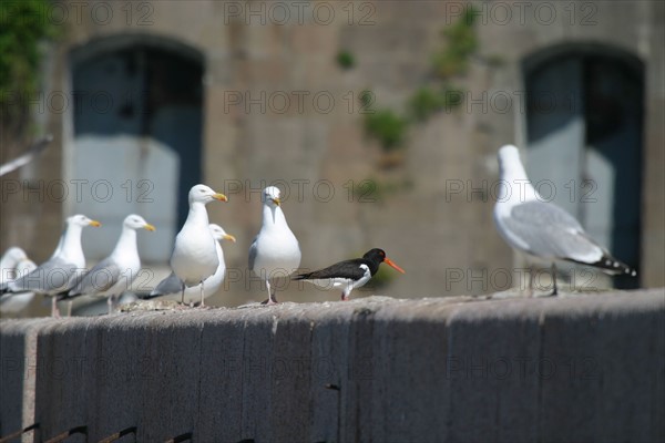 France, cotentin