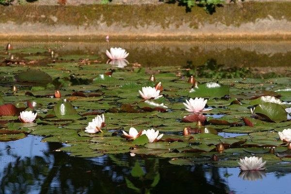 France, Basse Normandie, Manche, Cotentin, Cherbourg, parc Emmanuel Liais, jardin botanique, nenuphars, nympheas,