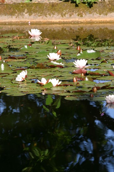 France, Basse Normandie, Manche, Cotentin, Cherbourg, parc Emmanuel liais, nenuphars, etang, plan d'eau, nympheas, parc public,