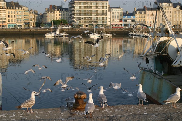 France, Basse Normandie, Manche, Cotentin, Cherbourg, ambiance chalutiers et goelands, port de peche, retour de peche,