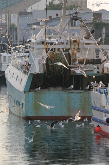 France, Basse Normandie, Manche, Cotentin, Cherbourg, ambiance chalutiers et goelands, port de peche, retour de peche,