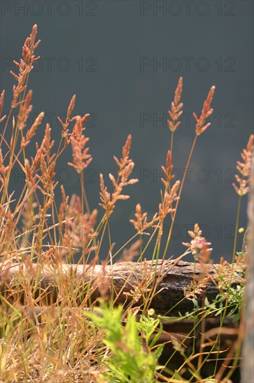 France, Basse Normandie, Manche, Cotentin, Cherbourg, bassin du commerce, echelle envahie par les herbes folles, detail au bord du quai,