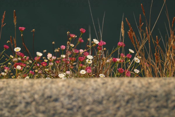 France, Basse Normandie, Manche, Cotentin, Cherbourg, bassin du commerce, echelle envahie par les herbes folles, detail au bord du quai,