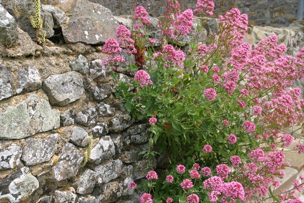 France, Basse Normandie, Manche, Cotentin, cap de la hague, jobourg, muret de pierre traditionnel, fleurs,