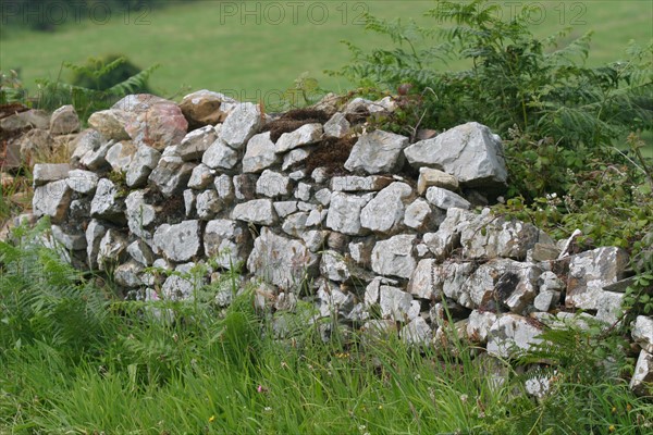 France, Basse Normandie, Manche, Cotentin, cap de la hague, jobourg, muret de pierre traditionnel, fleurs, panorama,