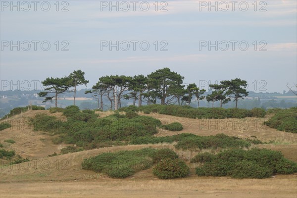 France, Basse Normandie, Manche, pays de coutances, paysage, panorama, pointe d'Agon, paysage, panorama, massif de dunes, arbres,