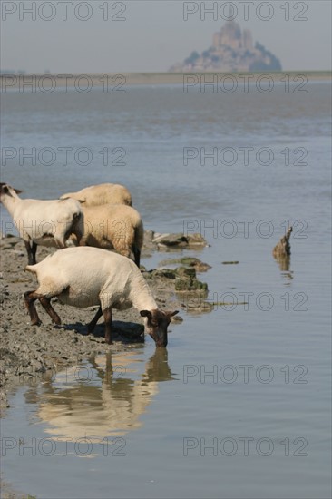 France, Basse Normandie, Manche, pays de la baie du Mont-Saint-Michel, 
 la roche torin, bas courtils, moutons, agneaux de pres sales,