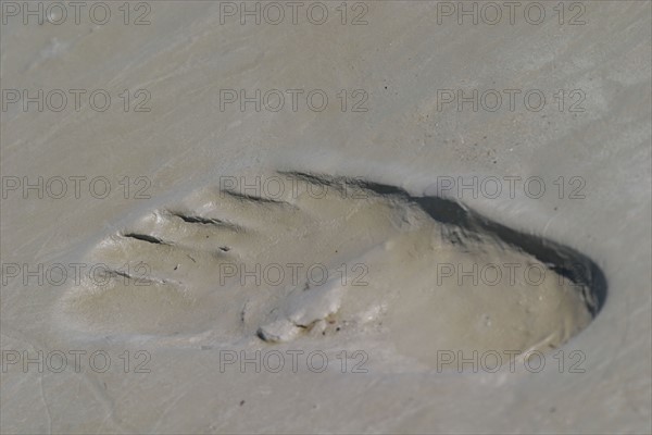 France, Basse Normandie, Manche, pays de la baie du Mont-Saint-Michel, 
 la roche torin, bas courtils, trace de pied dans la vase, trace de pas, traversee,