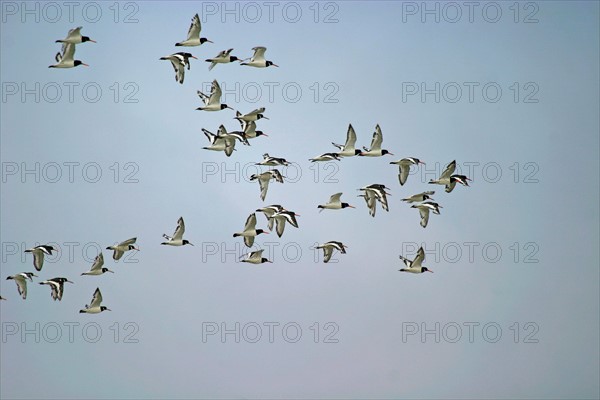 France, Basse Normandie, Manche, pays de la baie du Mont-Saint-Michel, 
vol d'oiseaux, huitriers pies,