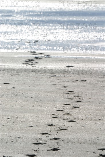 France, Basse Normandie, Manche, pays de la baie du Mont-Saint-Michel, 
le bec d'Andaine, traces de pas vers la mer, pieds,