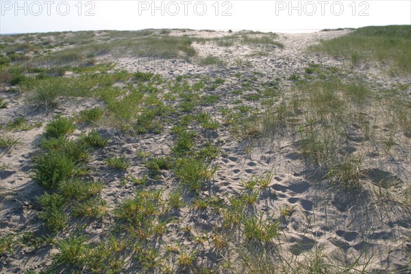 France, Basse Normandie, Manche, pays de la baie du Mont-Saint-Michel, 
le bec d'Andaine, paysage de dunes, vegetation et sable, oyats,