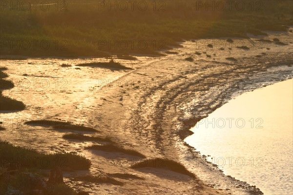 France, Basse Normandie, Manche, pays de la baie du Mont-Saint-Michel, 
le grouin du sud, maree basse, soleil couchant sur la greve,