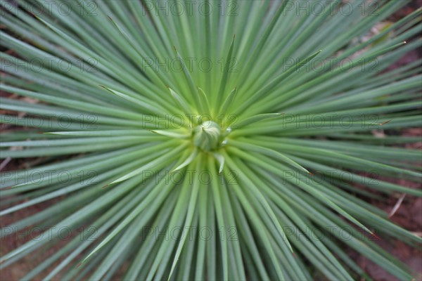 France, Basse Normandie, Manche, Cotentin, Cherbourg, serres du parc Emmanuel Liais, jardin botanique,