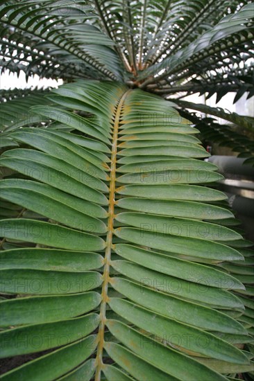 France, Basse Normandie, Manche, Cotentin, Cherbourg, serres du parc Emmanuel Liais, jardin botanique, 
arbre prehistorique : encephalartos