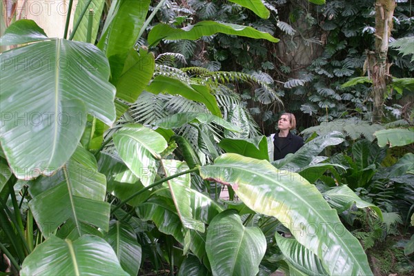 France, Basse Normandie, Manche, Cotentin, Cherbourg, serres du parc Emmanuel Liais, jardin botanique,