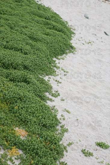 France, Bretagne, Morbihan, ile de groix, pres de la pointe des chats, reserve geologique Francois le bail, sable blanc, vegetation,
