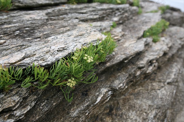 France, Bretagne, Morbihan, ile de groix, pointe des chats, reserve geologique Francois le bail, detail vegetation dans la roche,