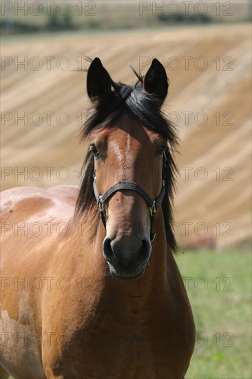 France, Basse Normandie, orne, perche, cheval de trait a feings, elevage,