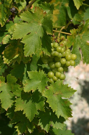 France, Basse Normandie, orne, perche, grappe de raisin encore vert, vigne,