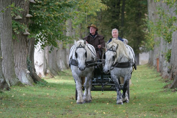 France, Basse Normandie, orne, pays d'auge ornais, randonnee a cheval autour de Medavy et de son chateau