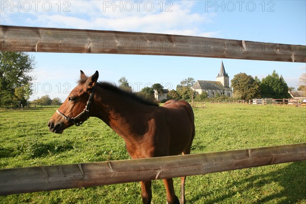 France, Basse Normandie, orne, pays d'auge ornais, randonnee a cheval autour de Medavy et de son chateau, cloture,