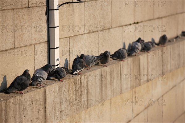 France, Paris 7e, pont de l'Alma, crue de la Seine, hiver, pigeons, froid,