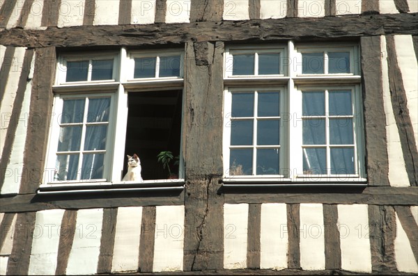 France, Haute Normandie, Seine Maritime, Rouen, rue eau de robec, chat a la fenetre ouverte, fleurs, maisons a pans de bois, colombage, medieval, habitat traditionnel,