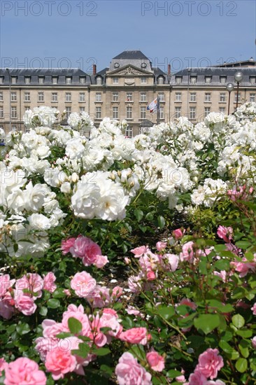 France, Haute Normandie, Seine Maritime, Rouen, hotel de region et jardins de la place, institution, administration, conseil regional, jardin, fleurs, rose, rosier